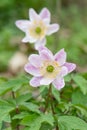 Wood anemone, Anemone nemorosa, stained pink inflorescence Royalty Free Stock Photo